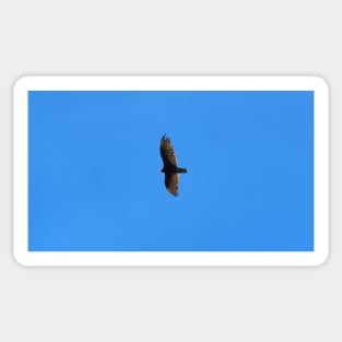 Turkey Vulture Hovering In The Air Sticker